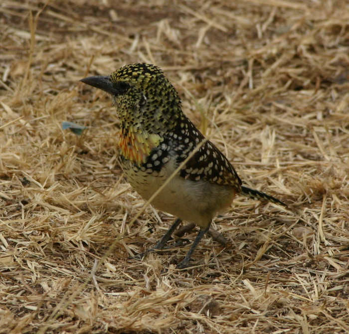 The Usambiro Barbet in its habitat.