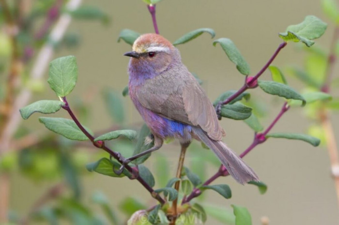 The lifespan of a bird is about 3.9 years.