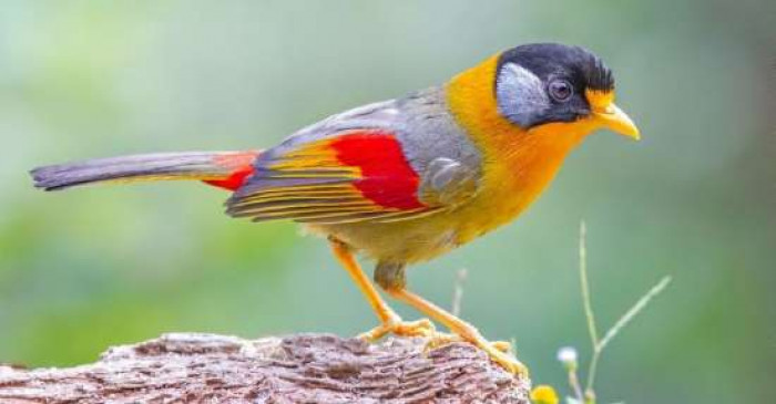 Males have red-orange throats, while female ones have yellow.