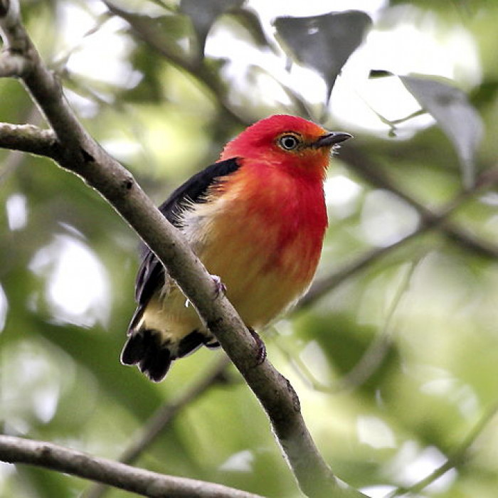 Similarities of Male and Female Band Tailed Manakins