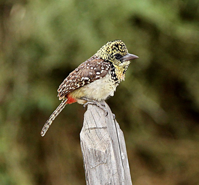 The plump-looking bird.