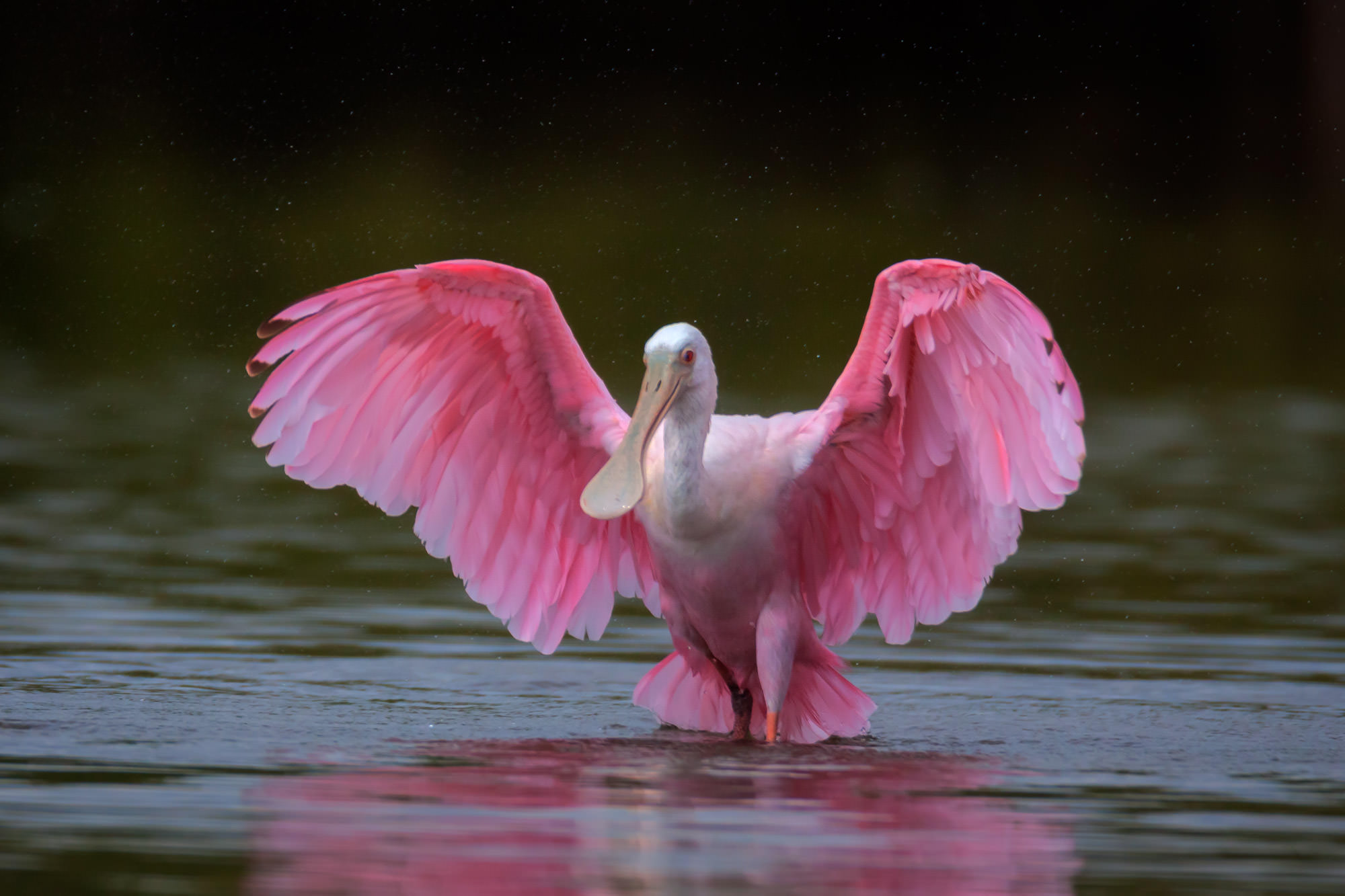 Roseate Spoonbill Pictures and Fine Art Photography Prints | Photos by Joseph C. Filer