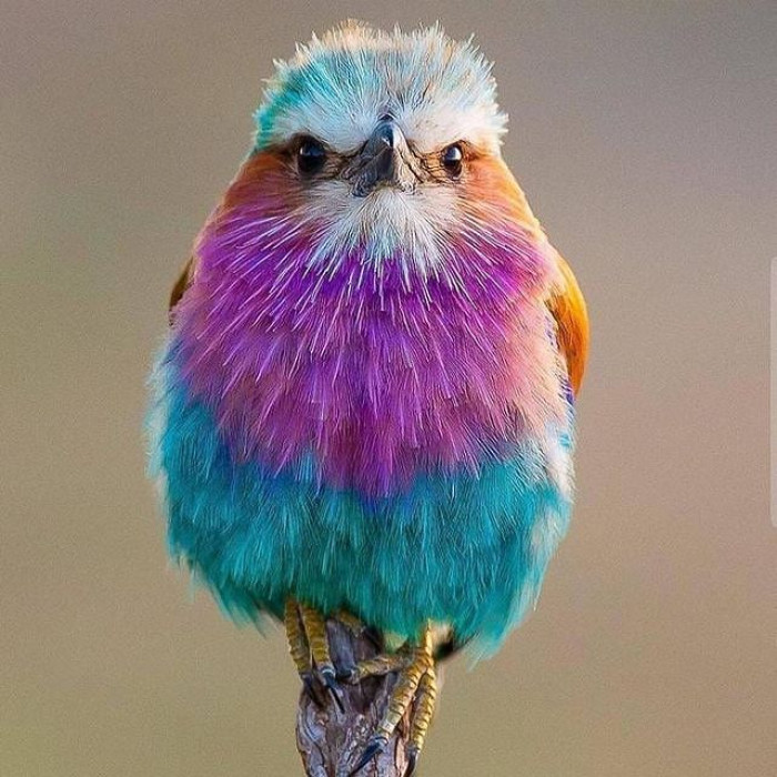 Say hi to the Lilac-Breasted Roller