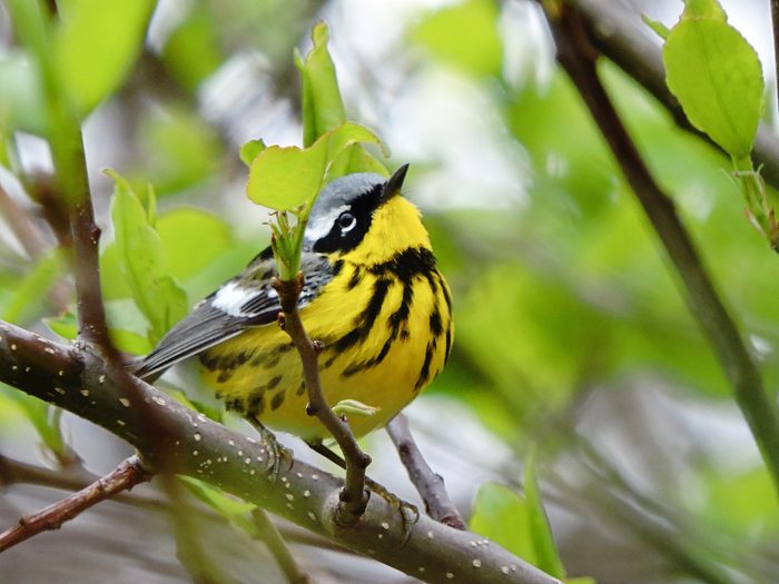 magnolia warbler, pictures of warblers