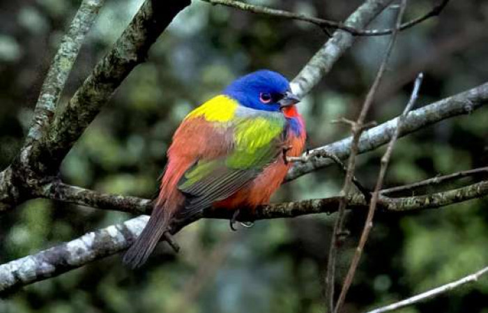 As soon as the gates were opened, bird watchers went into the rocks and bushes around the park on the Maryland side of Great Falls to catch a sight of a certain bird that looks fascinatingly magical.