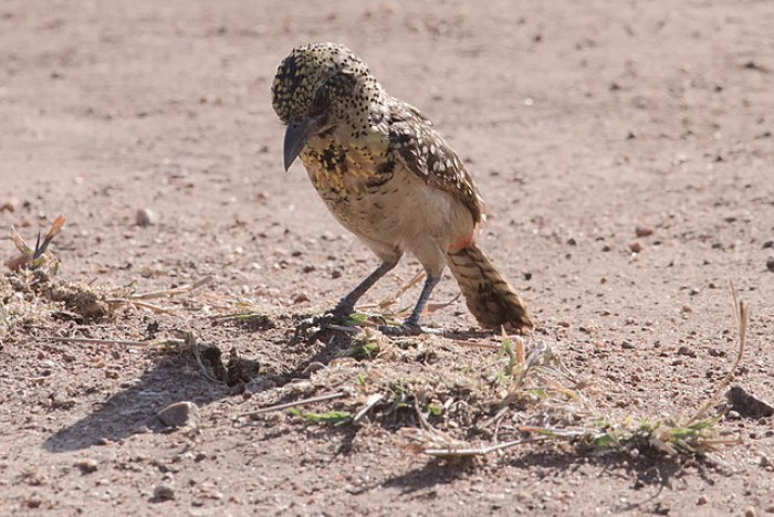 They are agents in seed dispersal too.