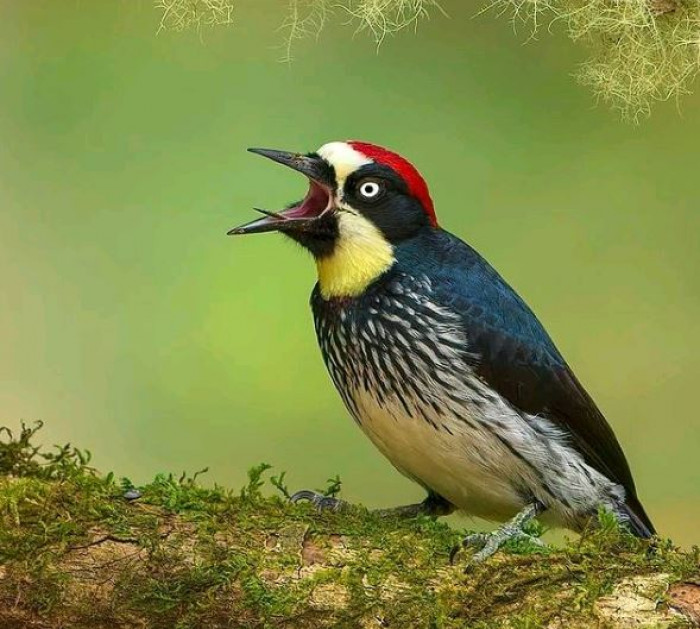 The acorn woodpecker lives in the foothills of Oregon, California, and the southwestern United States, south through Central America to Colombia.