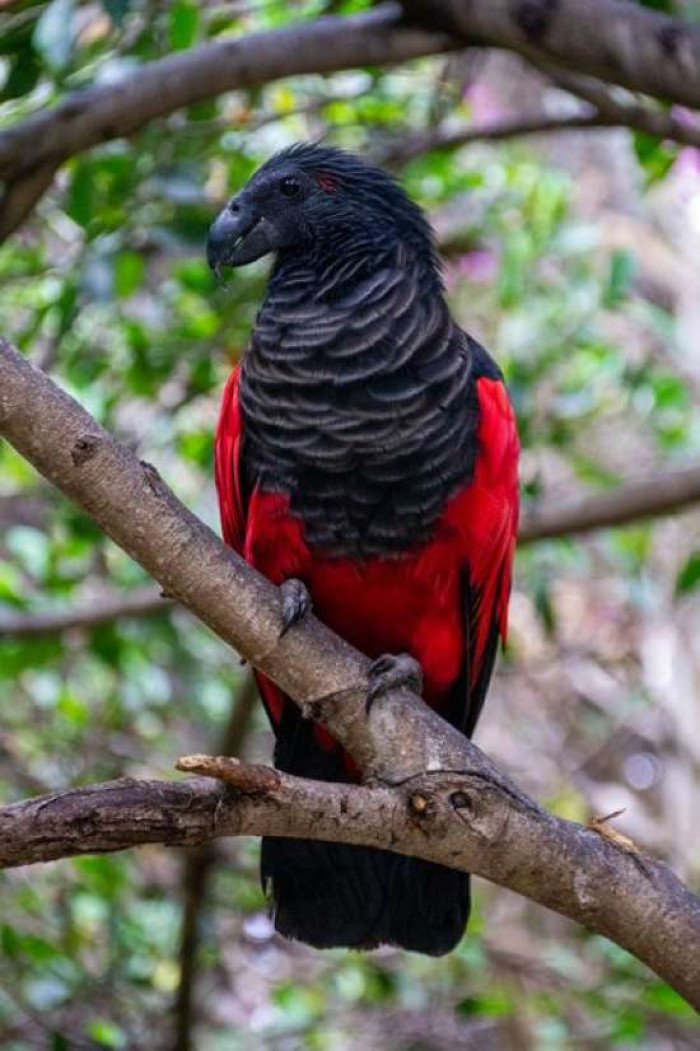 1. The Pesquet's parrot is a highly specialized frugivore and eats only a few types of figs.