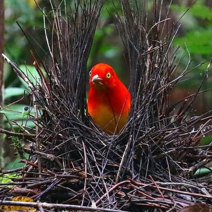 Meet the female bowerbird