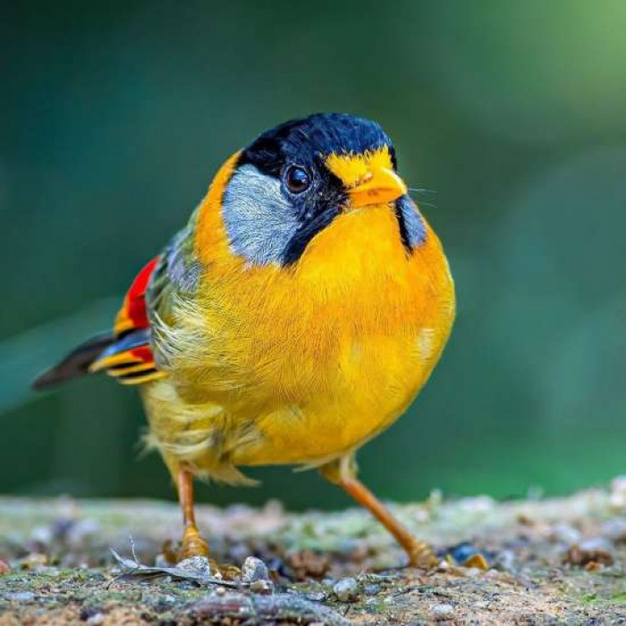 Meet the Silver Eared Mesia, a beautiful bird splashed with an array of autumnal colors.