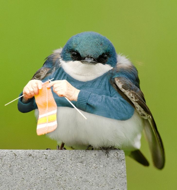 Internet Users Photoshop Birds With Human Arms and the Results Are Too Hilarious