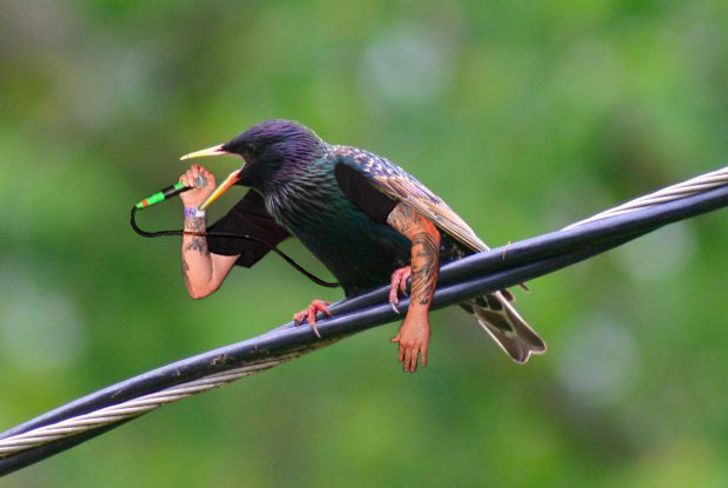 Internet Users Photoshop Birds With Human Arms and the Results Are Too Hilarious