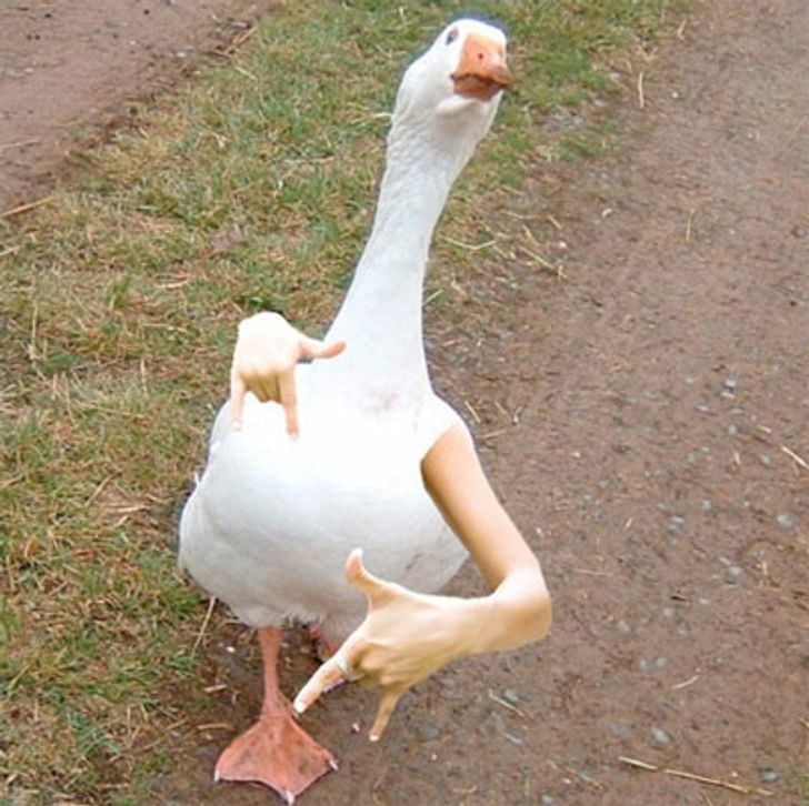 Internet Users Photoshop Birds With Human Arms and the Results Are Too Hilarious