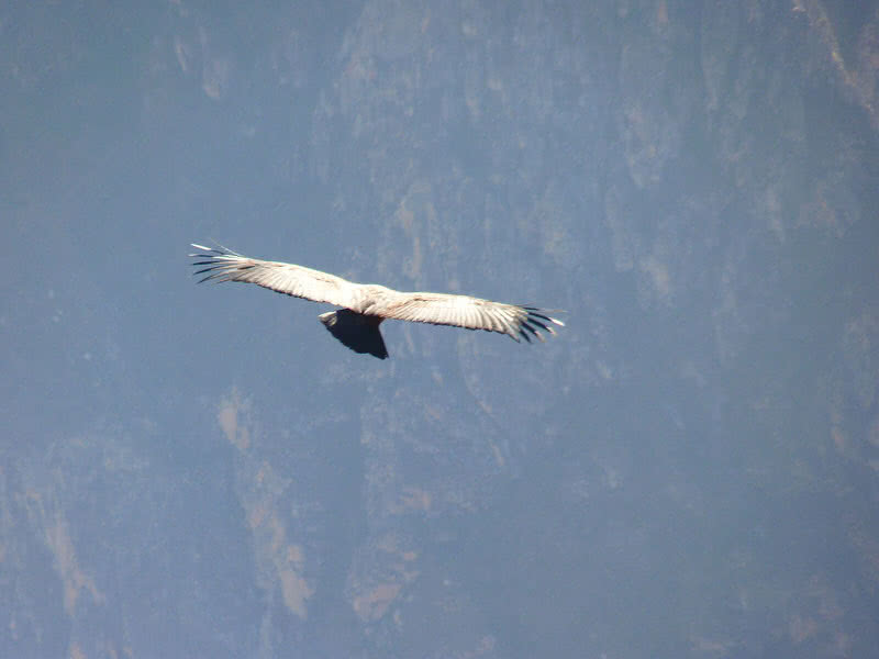 Andean Condor