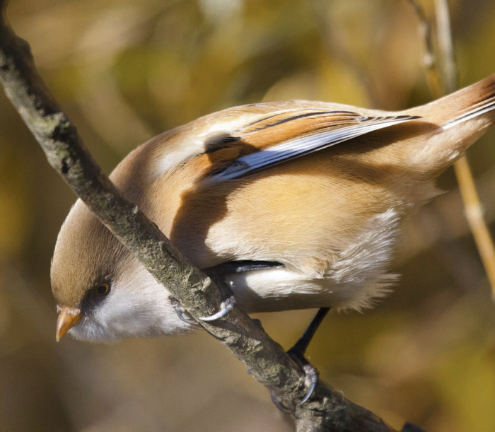 These birds are also known to be affectionate pets should you choose to domesticate them. However, they require a large space to fly freely whenever they want making it cruel to keep them cooped up in a cage for too long.