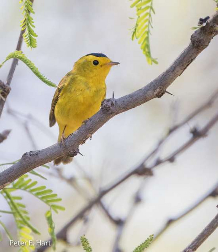 A beautiful bird that is offset by an olive-green colored wings