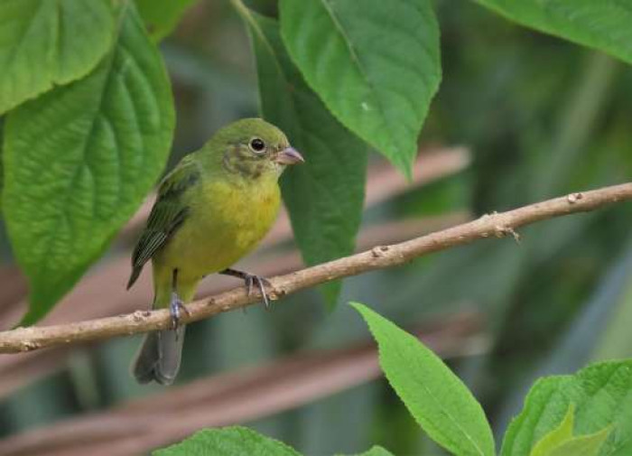 She first saw a painted bunting in Florida years ago, while she was on a vacation with her family.