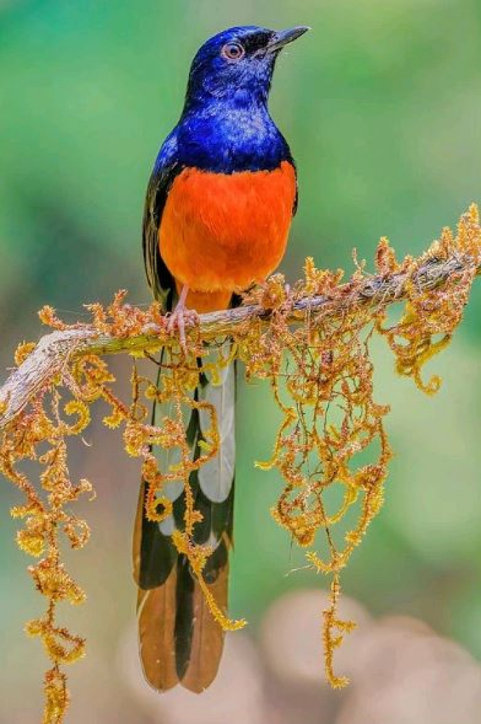 The White Rumped Shama