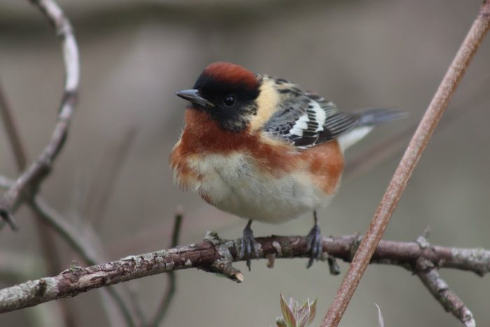 bay-breasted warbler