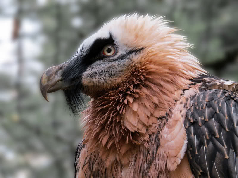 bearded vulture