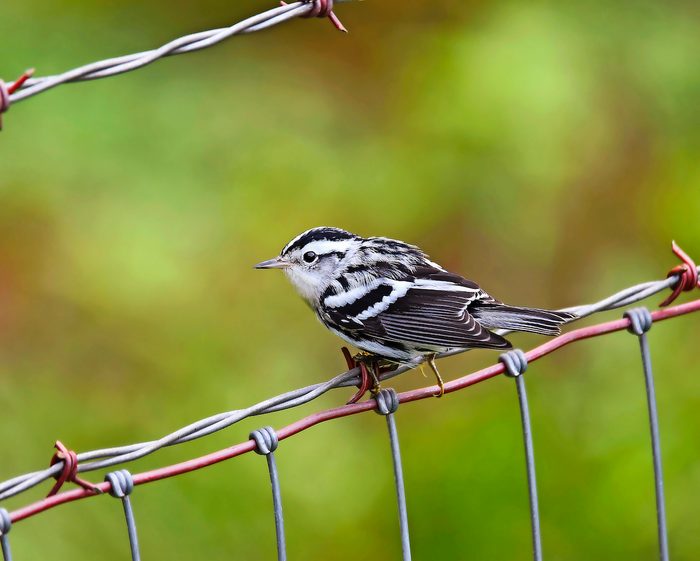 black and white warbler