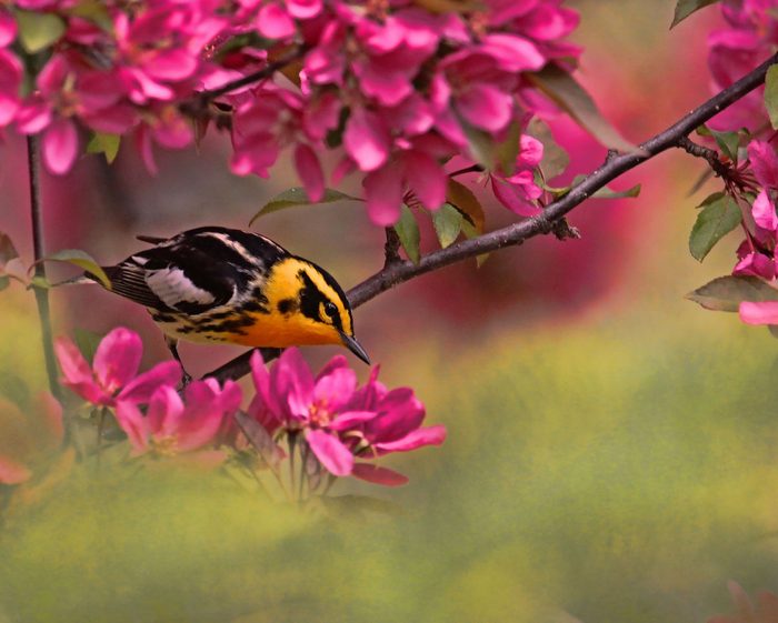 blackburnian warbler