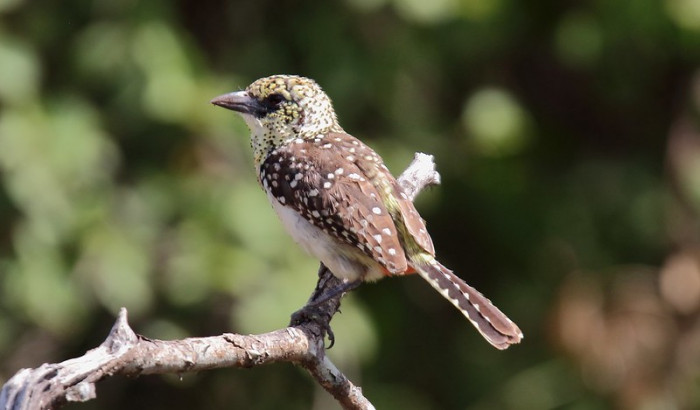 A solitary bird.