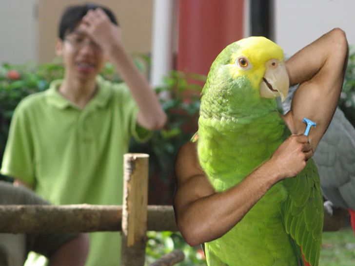 Internet Users Photoshop Birds With Human Arms and the Results Are Too Hilarious