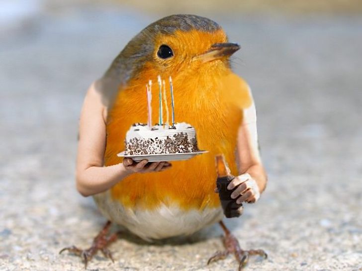 Internet Users Photoshop Birds With Human Arms and the Results Are Too Hilarious