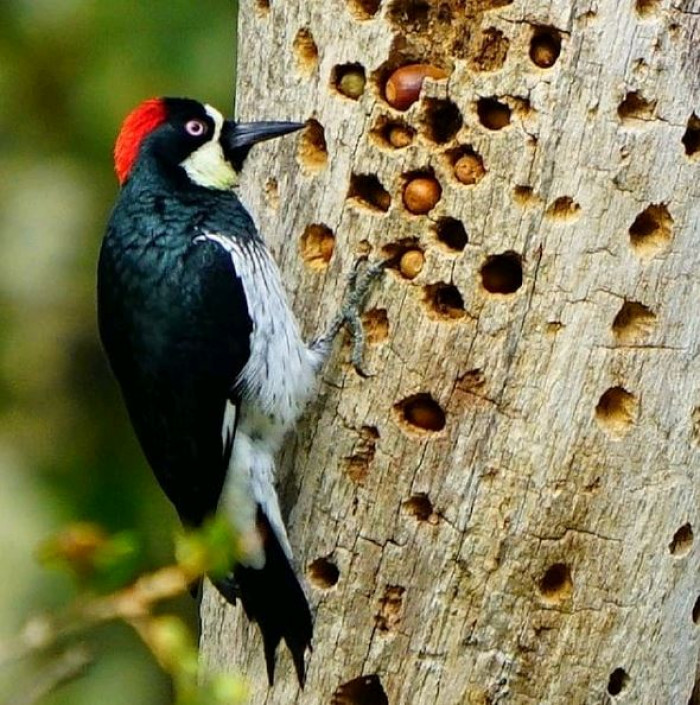 This bird is known for its habit of hoarding acorns