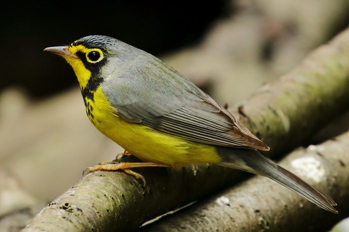 canada warbler