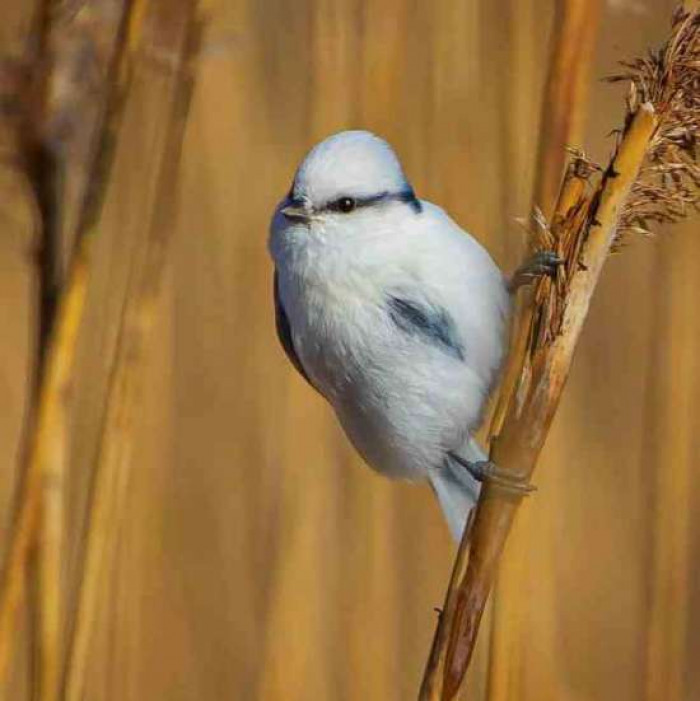 They're very in favor of cold places and tend to be confined in one place instead of flying all over if not for migration.