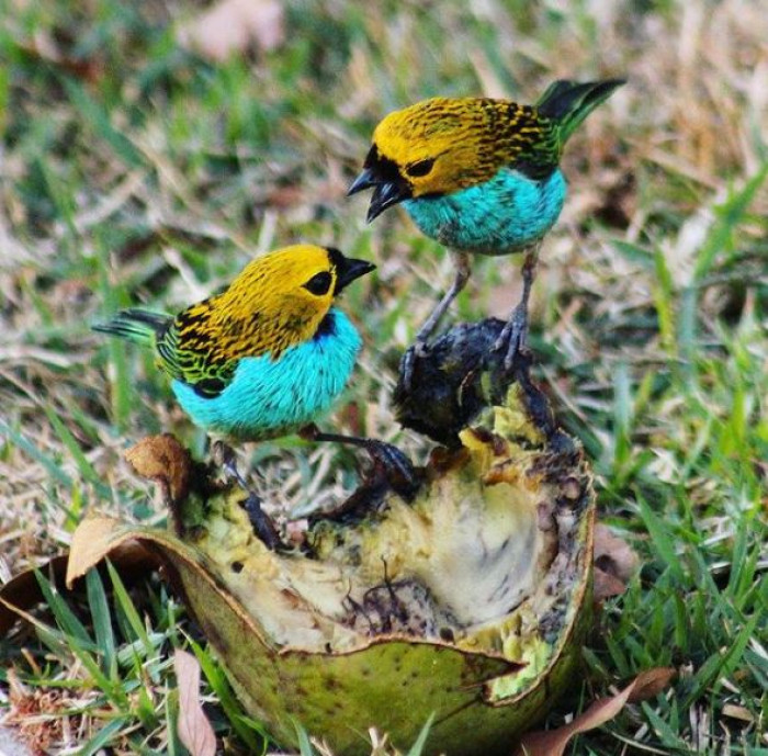 A pair of Gilt-Edged Tanagers