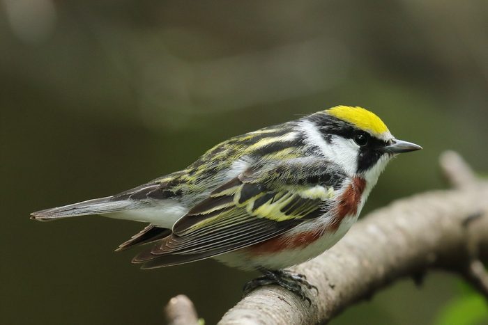 chestnut-sided warbler