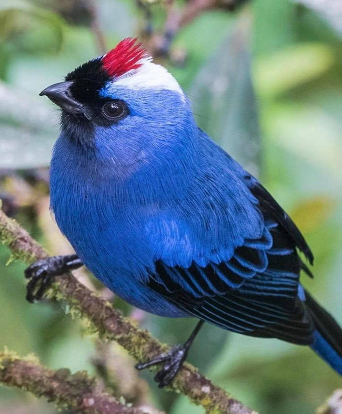 The Diademed Tanager.