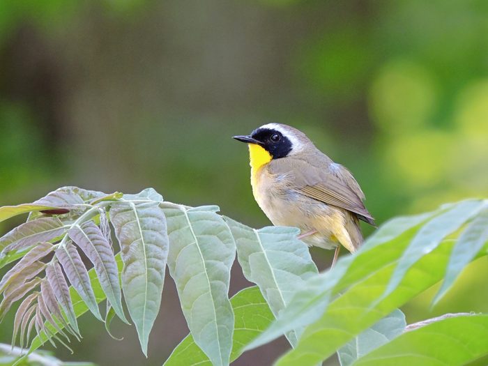 common yellowthroat