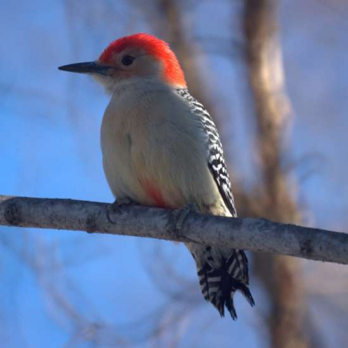 Isn't she a beautiful bird? Yes, she is