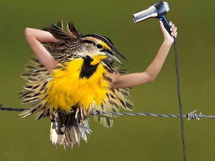 Internet Users Photoshop Birds With Human Arms and the Results Are Too Hilarious