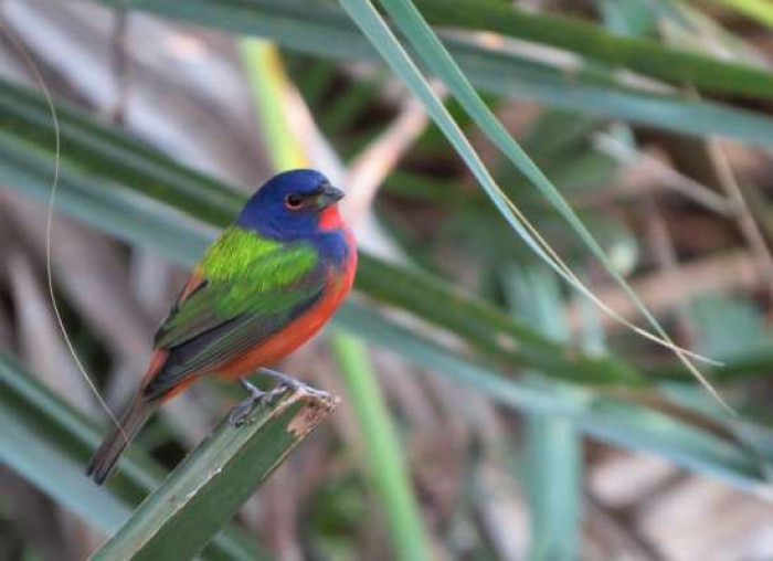 Vickie has been a bird watcher for years in Europe, Florida, and in Central and South America.