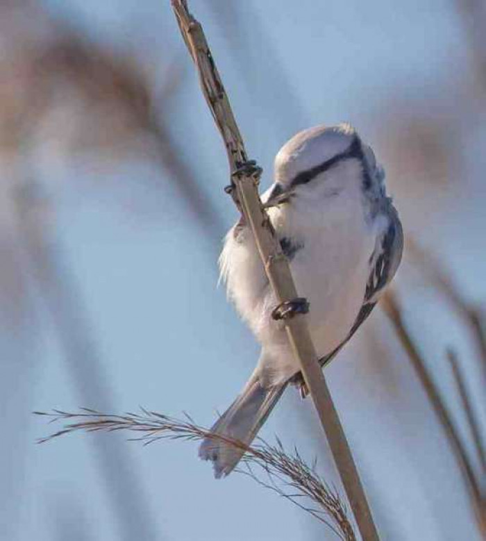 The Azure tit, as a songbird, can sing a series of whistles, lively high-pitched songs, and mix it with chirps, rattles, and even trills.