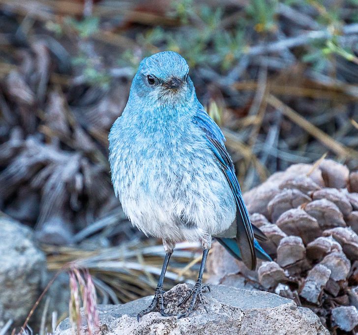 Mountain Bluebirds Lay Unusual Aquamarine Eggs, but the Bird Itself is the True Star of the Show (12 Pics)