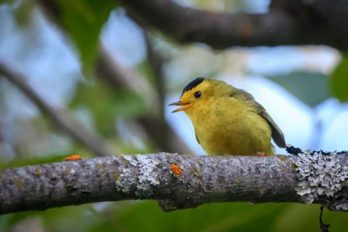 A bird that puts on a sprightly French beret