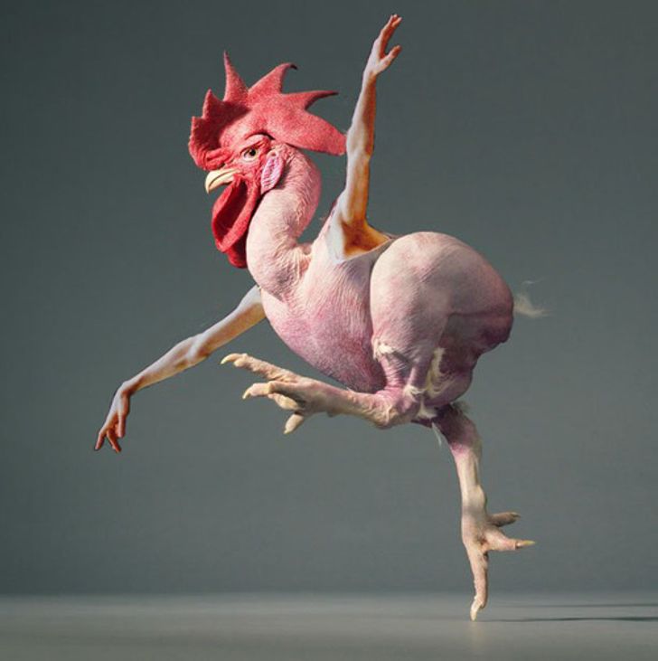 Internet Users Photoshop Birds With Human Arms and the Results Are Too Hilarious