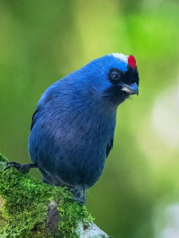 The diademed tanager is a very friendly type of bird, so it doesn't have a problem spending time with the birds from the other species. 