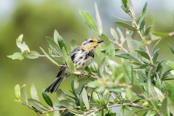 Golden-cheeked warbler