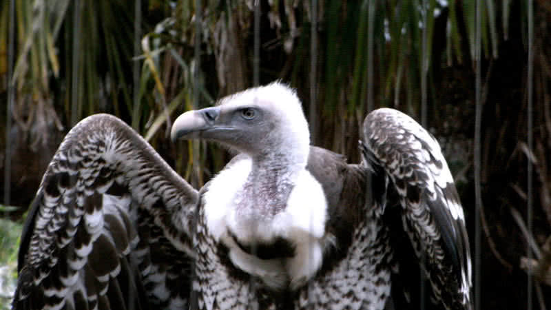 griffon vulture