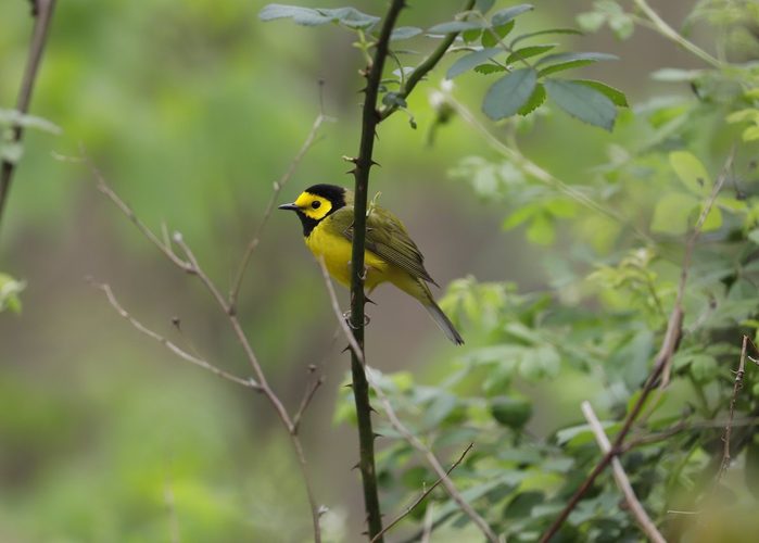 Hooded warbler