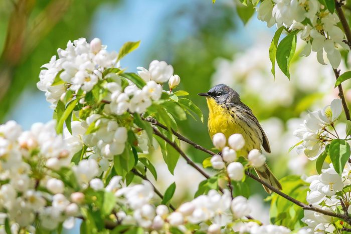 Kirtlands Warbler, pictures of warblers