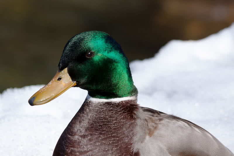 mallard