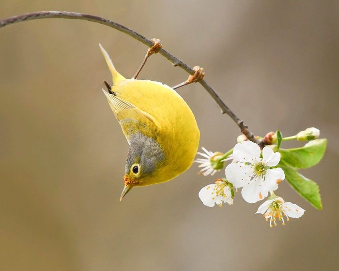 nashville warbler, pictures of warblers